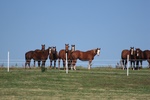 Horses gathered to see who is taking pictures